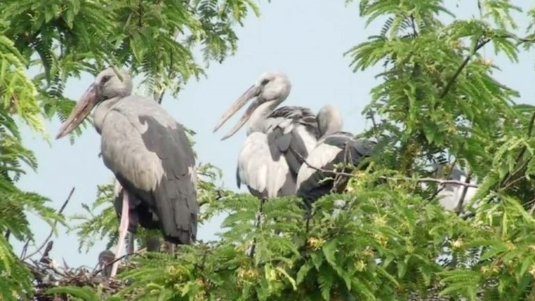 হজ শেষে দেশে ফিরলেন ৫২৪৯১ হাজি, মোট মৃত্যু ৪৯