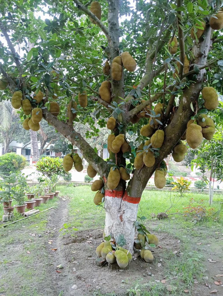 জামালপুরে তথ্য প্রতিমন্ত্রী: সাংবাদিকদের জন্য বাড়ছে সরকারি সহায়তা