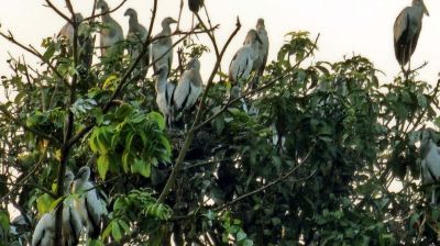 নাটোরের তিরাইল এখন পাখির গ্রাম